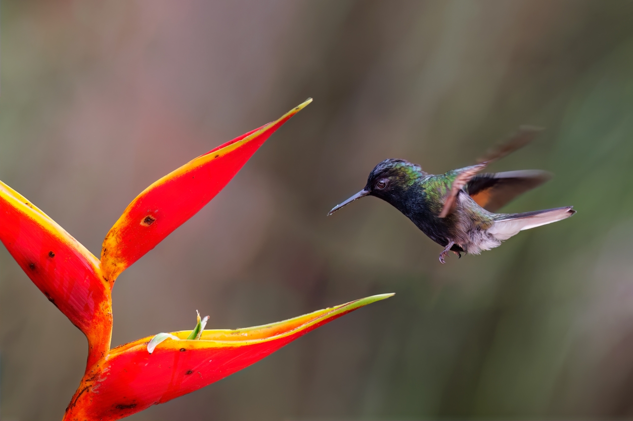 Black bellied hummingbird_MG_7802-CR3